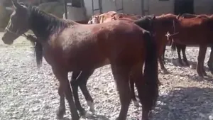 Два человека пострадали в результате наезда иномарки на косяк лошадей