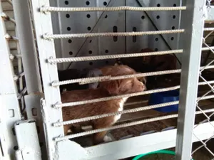 На отстрел бродячих собак в Атырау выделили 27 миллионов тенге