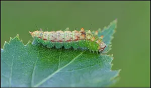 Гусеницы научились решать конфликты с помощью издаваемых анусом звуков