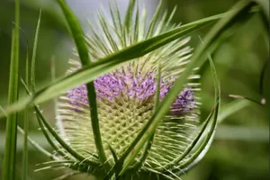 В листьях растений впервые выявлен микропластик