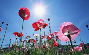 Астана и Алматы сравняются в погоде