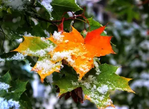 Сильный снег пройдет на севере Казахстана