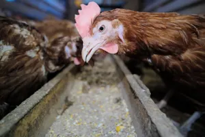 Россия ограничила ввоз мяса птицы из Северного Казахстана