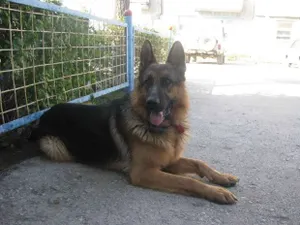 Тонкий нюх служебных собак ЛУВД не смог сбить одеколон «Шипр»Эксклюзив