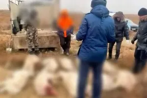 Актөбе облысында киік етін тиеген браконьерлер ұсталды