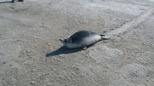 Живых тюленей обнаружили в степи жители Мангистау