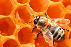 Народные приметы: Савватий-пчеловод