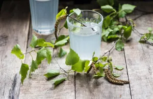 Народные приметы: время собирать березовый сок