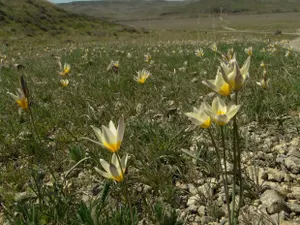 Настоящая весна пришла на юг Казахстана