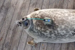 Резерв по сохранению популяции каспийских тюленей появится в Казахстане