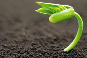 Что стало с первым выращенным на Луне растением