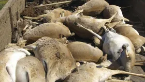 23 туши сайгаков со спиленными рогами обнаружили в Костанайской области