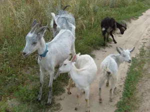 Латыш выплатил 21 тыс. тенге за 4 сбитые козы