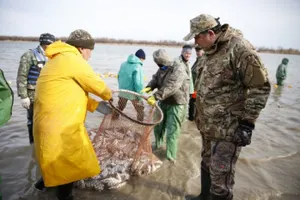 МВД назвало причину гибели рыбы в реке Урал