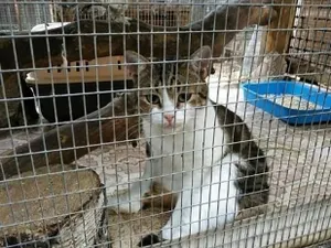 Кота-наркокурьера подменили на суде в России