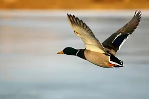 3 сентября начнется охотничий сезон 2016-2017 гг.