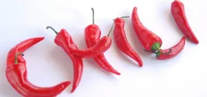 Почему казахстанские бизнесмены не поехали в Чили в отличие от россиян и белорусов