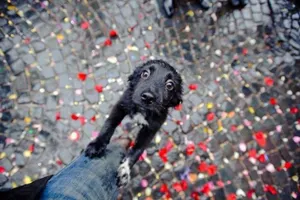 В Пхёнчхане туристы могут полакомиться собачьим мясом