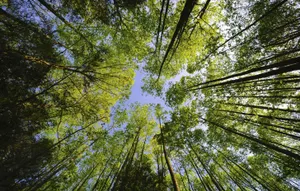 Пересмотреть работу по высадке деревьев требуют в мажилисе