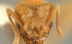 В честь Radiohead назвали новый вид муравьев