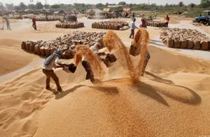 Единственным мировым экспортером пшеницы может стать Индия