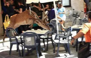 Астану обживают нехарактерные животные