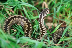 Народные приметы: не время ходить в лес