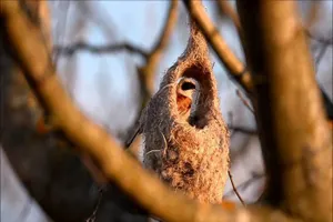 Народные приметы: время наблюдать за птицами