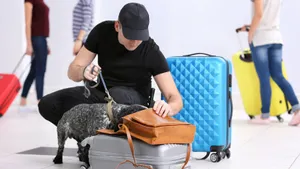 В аэропорту Дубая начали использовать собак для обнаружения COVID-19