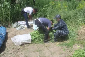 Крупную наркоплантацию ликвидировали в Кызылординской области