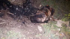 Уральцы обнаружили гараж, где расчленяют собак