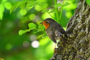 Малооблачная погода без осадков сохранится в Казахстане