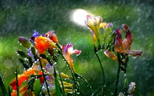 Дожди, грозы и сильный ветер ожидаются в Казахстане