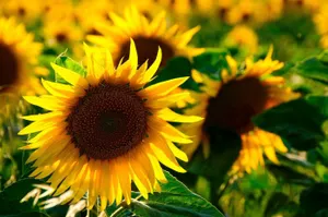 Спад температуры ожидается в некоторых регионах Казахстана