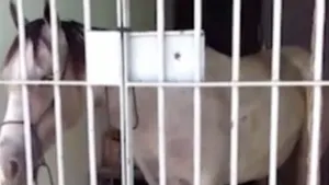 В Бразилии лошадь посадили в тюрьму за порчу чужого автомобиля