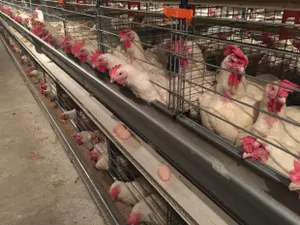 Рабочие предприятия Максима Божко заявили о нарушении прав