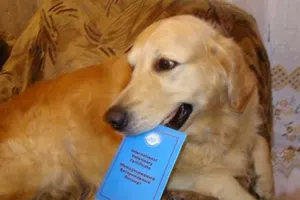 Столичных собак обязали иметь всегда при себе паспорт