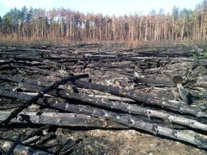 В РК площадь лесов снизилась до 3% от общей территорииЭксклюзив