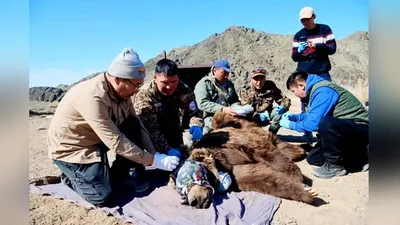 Спутниковый ошейник установлен на мазаалае в рамках инициативы по сохранению