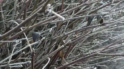 Морозы до -18 - Казахстан накроет резкое похолодание