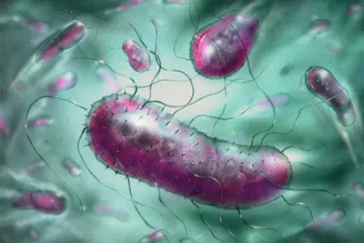 Ученые: кишечные бактерии способны вызвать инсульт