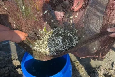 Более 237 тысяч сеголеток белого амура выпущено в реку Есиль