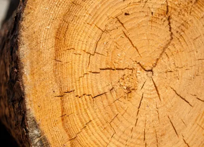 Уголовное дело по факту незаконной вырубки дубов возбуждено в Алматы