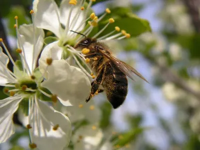 Пчелы до смерти зажалили двух человек в Румынии