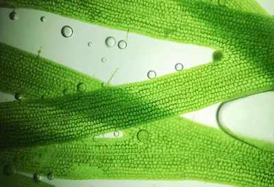 Способ получать энергию из растений нашли израильские ученые