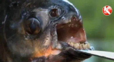 Рыбак поймал пиранью в Ишиме в Петропавловске