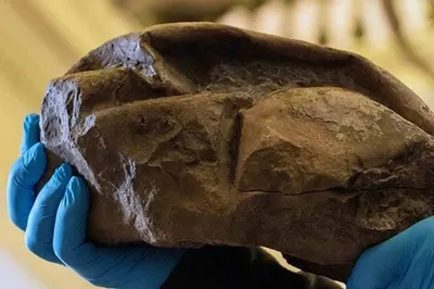 Яйцо возрастом в 125 миллионов лет найдено в Кузбассе