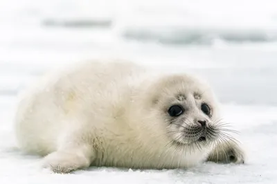 Каспийский тюлень будет включен в Красную книгу Казахстана