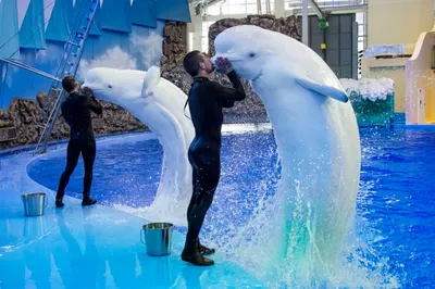 Российский кит-шпион отказывается покидать Норвегию