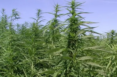 Тонны конопли уничтожили в Жамбылской области